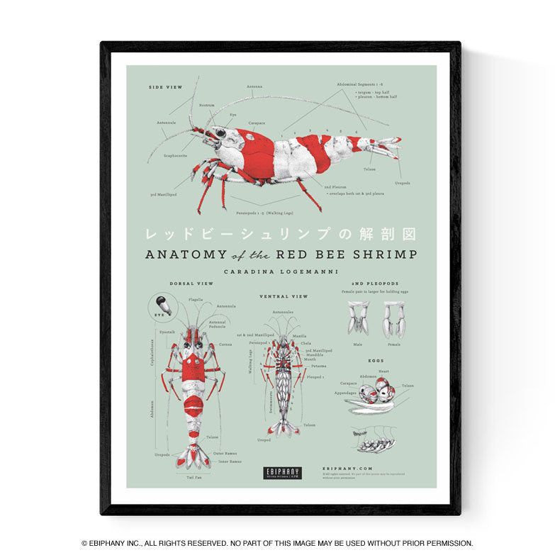Anatomy of The Red Bee Shrimp Poster