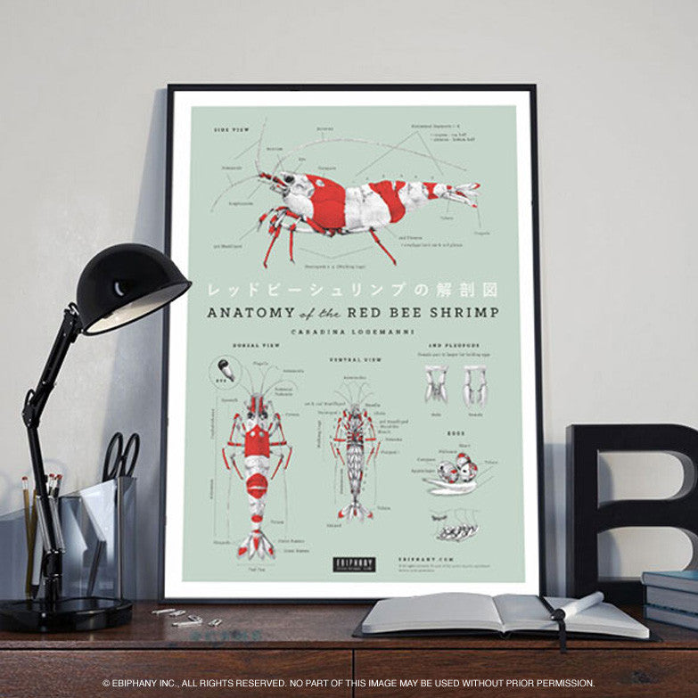 Anatomy of The Red Bee Shrimp Poster