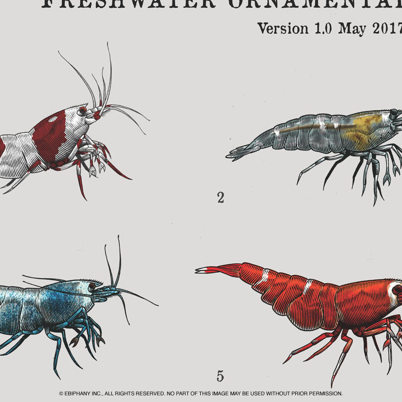 LOWKEYS X EBIPHANY Presents: Fresh Water Ornamental Dwarf Shrimp Poster (V1.0, May 2017)