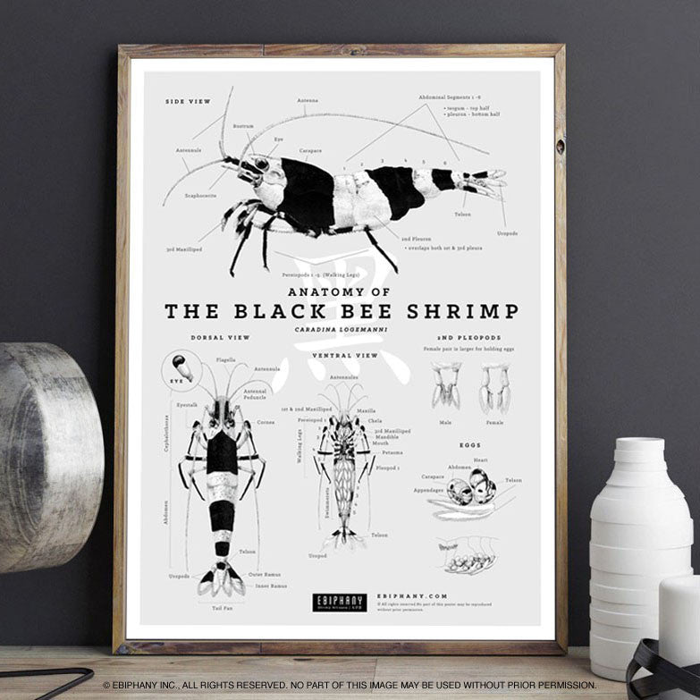 Anatomy of the Black Bee Shrimp Poster