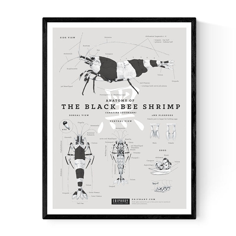 Anatomy of the Black Bee Shrimp Poster