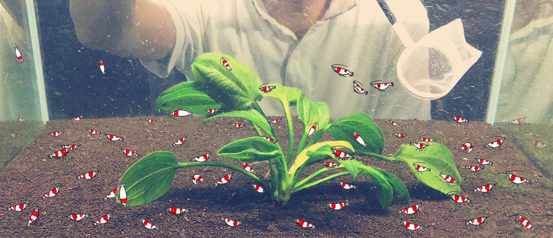 Hand-drawn red bee shrimp in a planted aquarium